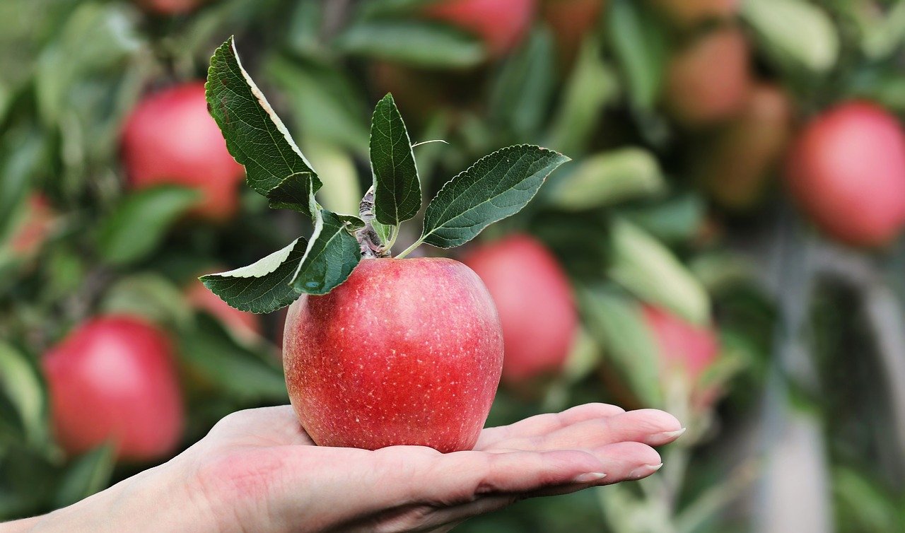 Best Practices for Growing Organic Apples in the Northeast