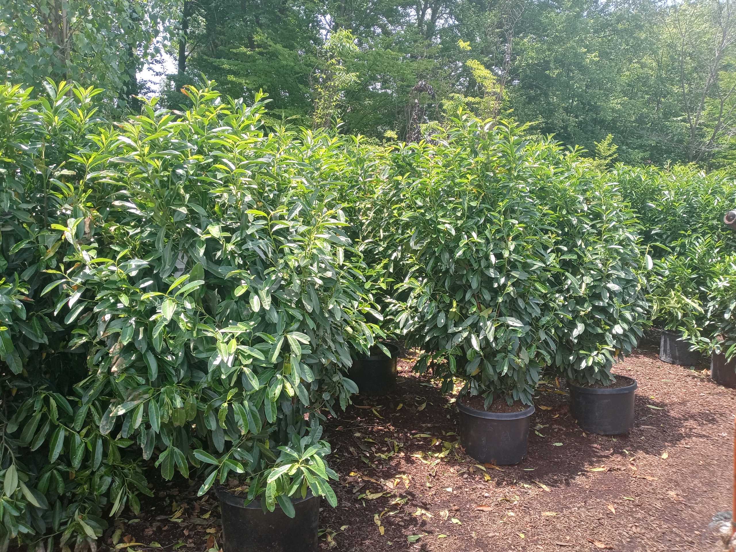 Enhancing Privacy in Your Garden: Evergreen Screening Options and Hedge ...