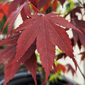 ACER PALMATUM `BLOODGOOD`