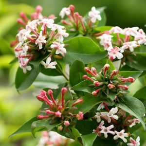 ABELIA `SWEET EMOTION`