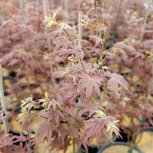 ACER PALMATUM `CIDER HILL`