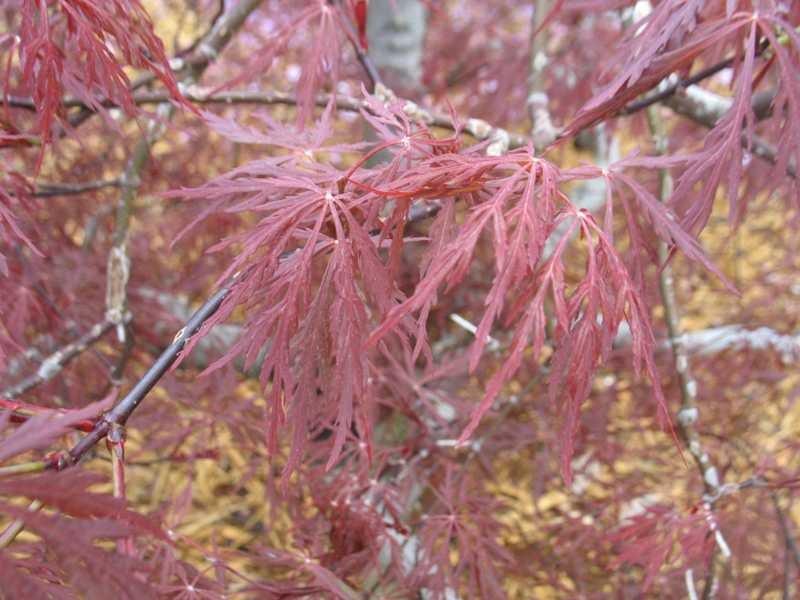 ACER PAL. DIS. `RED DRAGON`