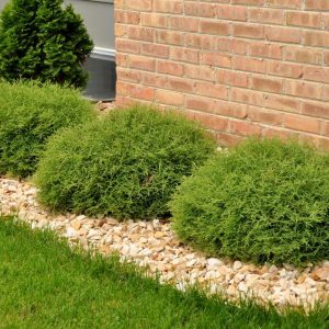 THUJA `MR. BOWLING BALL`