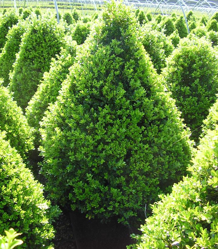 BUXUS `CRANBERRY CREEK`
