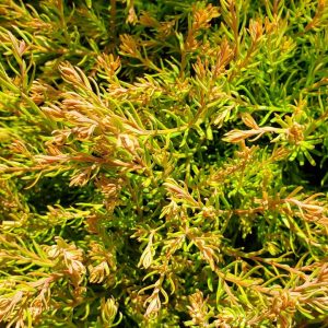 THUJA OCCIDENTALIS `FIRE CHIEF`