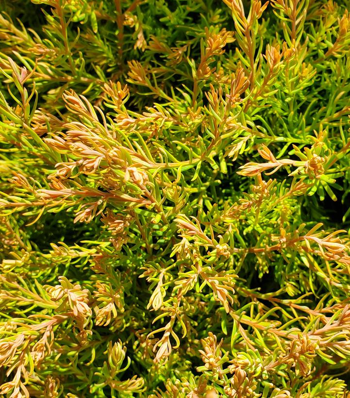 THUJA OCCIDENTALIS `FIRE CHIEF`