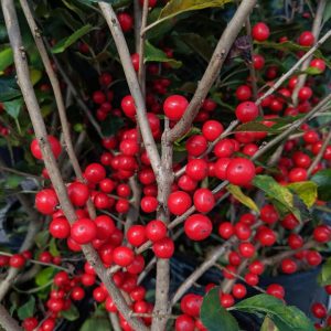 ILEX VERTICILLATA `RED SPRITE`