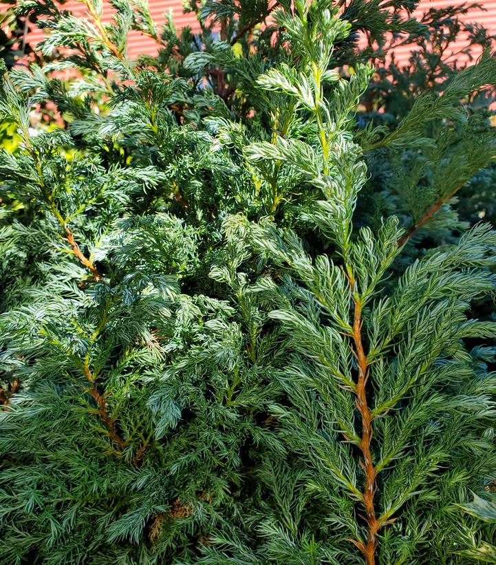 CHAMAECYPARIS PISIFERA `TRUE BLUE`