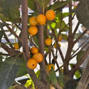 ILEX VERTICILLATA `BERRY HEAVY GOLD`