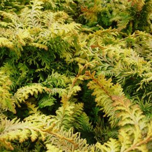 CHAMAECYPARIS OBTUSA `FERNSPRAY GOLD`