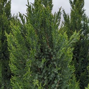 JUNIPERUS CHINENSIS `BLUE POINT`