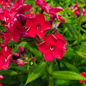 PHLOX `VOLCANO RED`