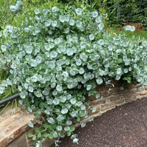LONICERA RETICULATA `KINTZLEY'S GHOST`