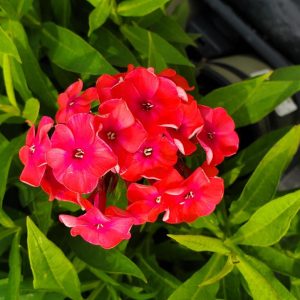 PHLOX `VOLCANO RUBY`
