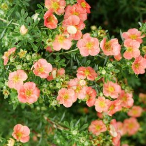 POTENTILLA FRUTICOSA HAPPY FACE `ORANGE`