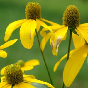 RUDBECKIA LACINIATA