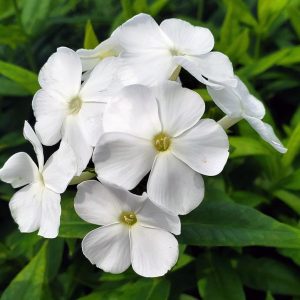 PHLOX `VOLCANO WHITE`