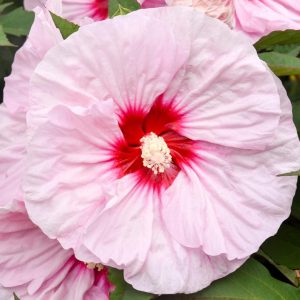 HIBISCUS SUMMERIFIC `ALL EYES ON ME`