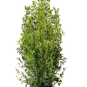 BUXUS BETTER BOXWOODr HERITAGET