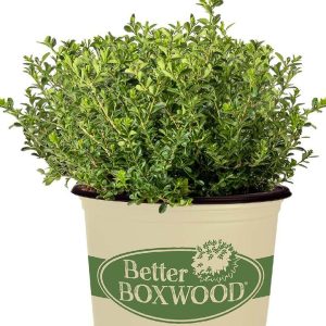 BUXUS BETTER BOXWOODr RENAISSANCET