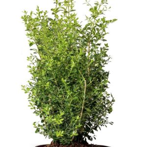 BUXUS BETTER BOXWOODr SKYLIGHTT