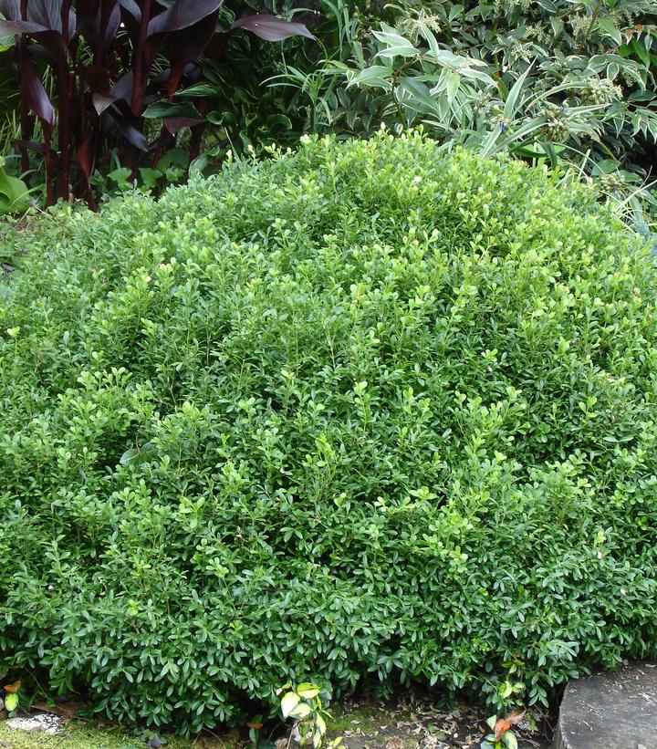 BUXUS NEWGEN `LIBERTY BELLE`