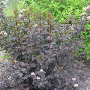 PHYSOCARPUS OP. `DIABOLO`