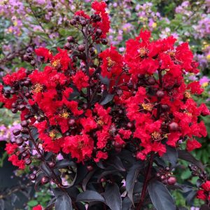 LAGERSTROEMIA INDICA CENTER STAGE `RED`