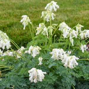 DICENTRA `WHITE DIAMONDS`
