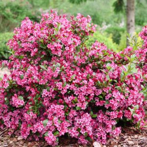 WEIGELA `SONIC BLOOM PUNCH`