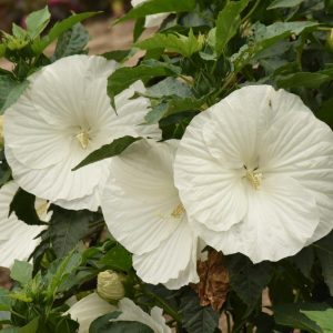HIBISCUS `MARSHMALLOW MOON`