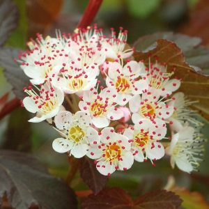 PHYSOCARPUS OP. `SUMMER WINE`