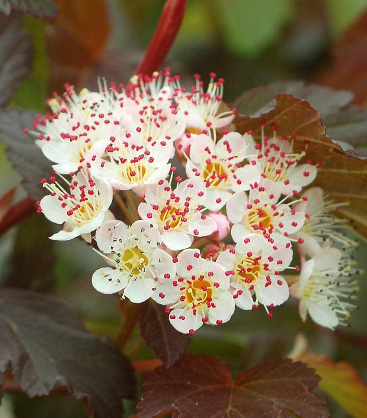 PHYSOCARPUS OP. `SUMMER WINE`
