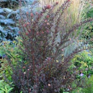 PHYSOCARPUS OP. `LITTLE DEVIL`