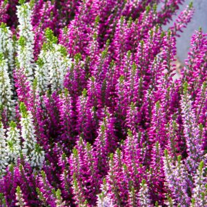CALLUNA VULGARIS BEAUTY LADIES - PURPLE