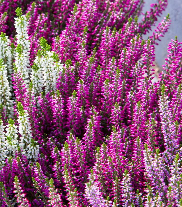 CALLUNA VULGARIS BEAUTY LADIES - PURPLE