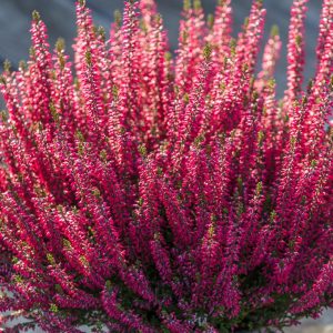 CALLUNA VULGARIS BEAUTY LADIES - RED