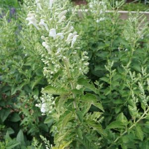 SCUTELLARIA INCANA `PRAIRIE SNOW`