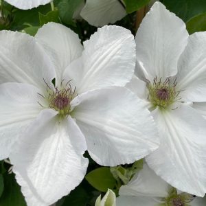 CLEMATIS `GUERNSEY FLUTE`