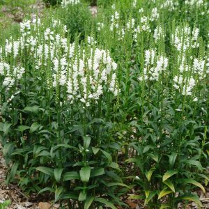 PHYSOSTEGIA VIRGINIANA `MISS MANNERS`