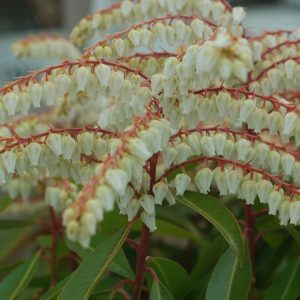 PIERIS X `BROUWER`S BEAUTY`