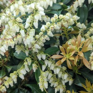 PIERIS JAPONICA `COMPACTA`