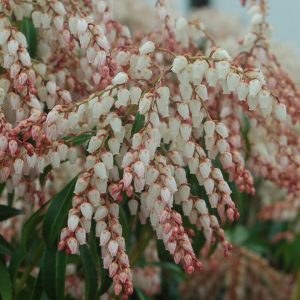 PIERIS JAPONICA `DOROTHY WYCOFF`