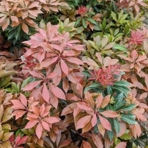 PIERIS JAPONICA `MOUNTAIN FIRE`