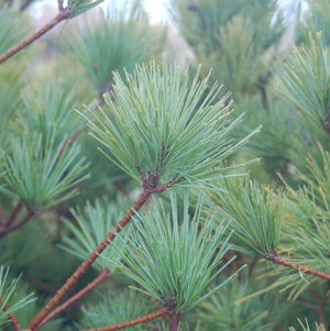 PINUS STROBUS `CONNECTICUT SLATE`