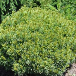 PINUS STROBUS `SOFT TOUCH`