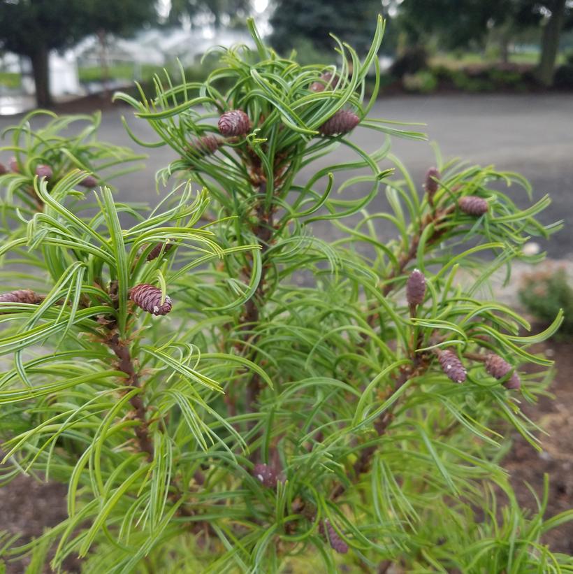 PINUS STROBUS `TORULOSA`