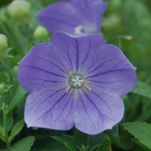 PLATYCODON GRANDIFLORUS `SENTIMENTAL BLUE`