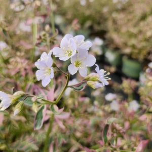 POLEMONIUM R. `STAIRWAY TO HEAVEN`