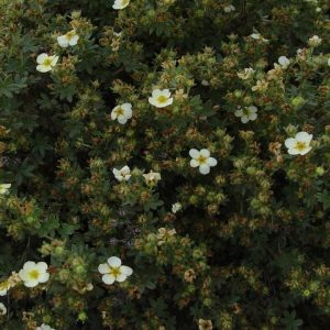 POTENTILLA FR. `ABBOTTSWOOD`